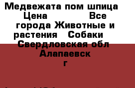 Медвежата пом шпица › Цена ­ 40 000 - Все города Животные и растения » Собаки   . Свердловская обл.,Алапаевск г.